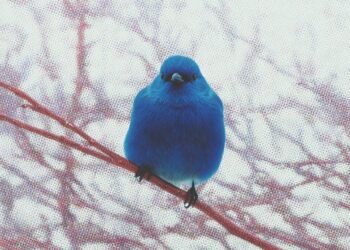 X начала показывать страну пользователя и историю смены никнейма