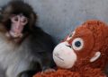 Одинокий детёныш макаки с плюшевой игрушкой из IKEA стал звездой интернета
