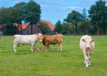 Фермер в США отказался от более $15 млн, чтобы на его земле не построили дата-центр