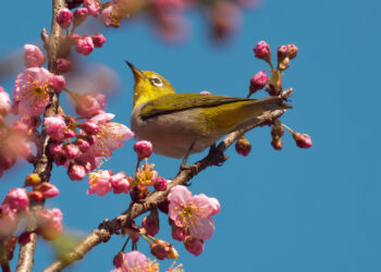 Впечатляющие примеры фото с камер Vivo X300 Ultra