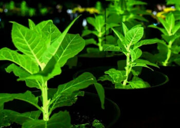 Растения вместо фонарей на улицах: Китай вывел биолюминесцентные орхидеи, подсолнухи и хризантемы